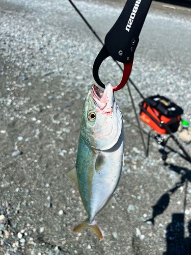 イナダの釣果