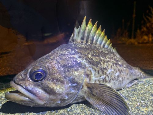 クロソイの釣果