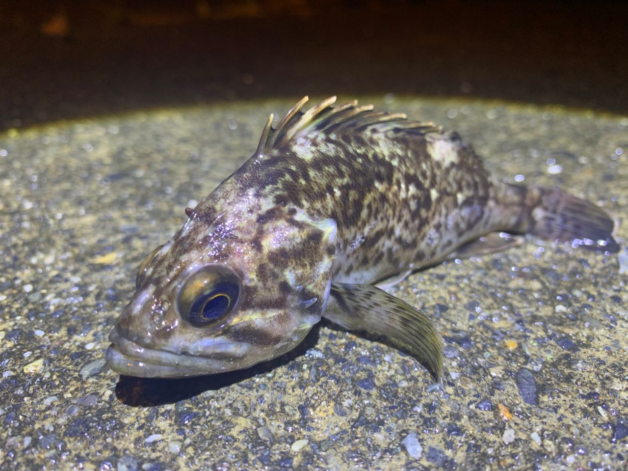 クロソイ