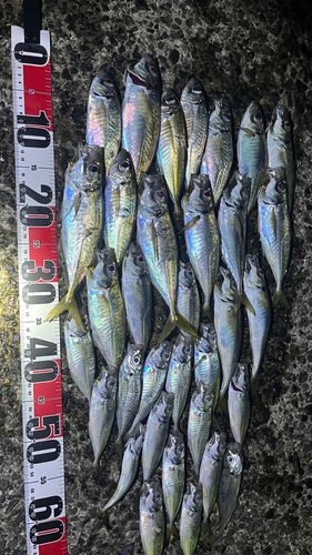 マアジの釣果