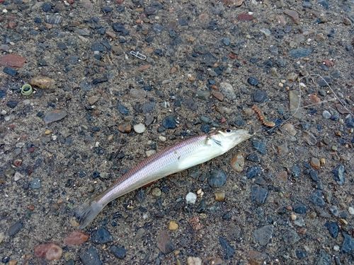 シロギスの釣果