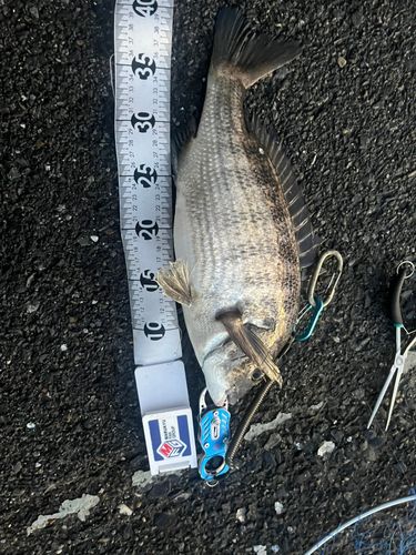 グレの釣果