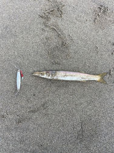 カマスの釣果