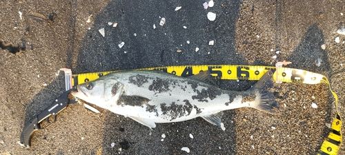 ヒラスズキの釣果
