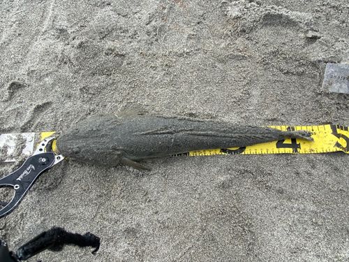 マゴチの釣果