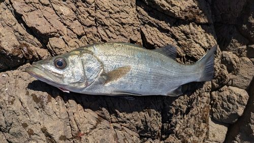 ヒラスズキの釣果
