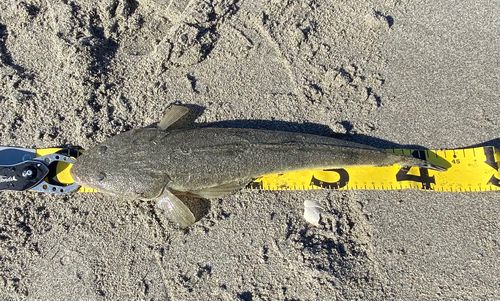 マゴチの釣果
