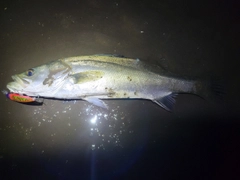 シーバスの釣果