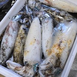 アオリイカ