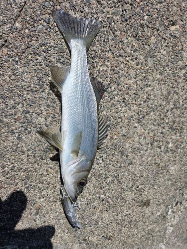 セイゴ(マルスズキ)の釣果