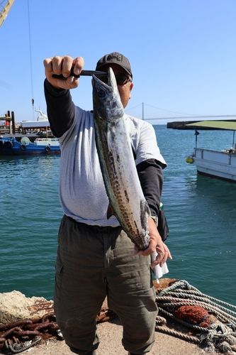 サワラの釣果