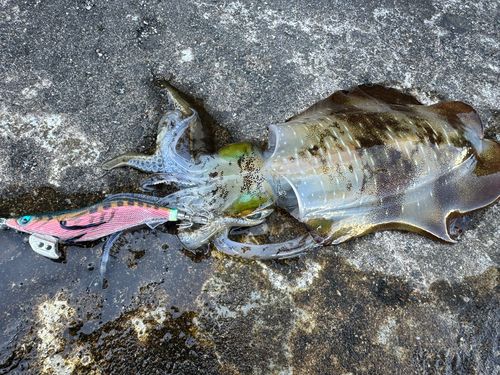 アオリイカの釣果
