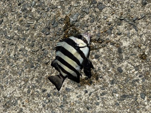 サンバソウの釣果