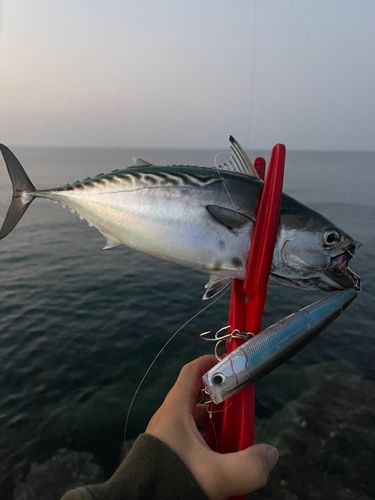 スマガツオの釣果