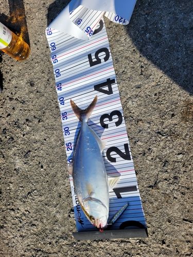 ネイリの釣果