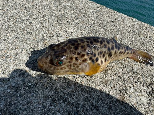 クサフグの釣果