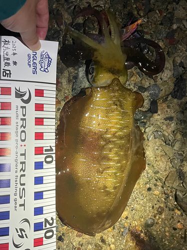 アオリイカの釣果