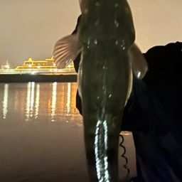 マゴチ