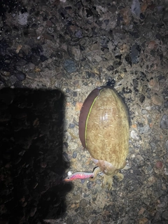 コウイカの釣果