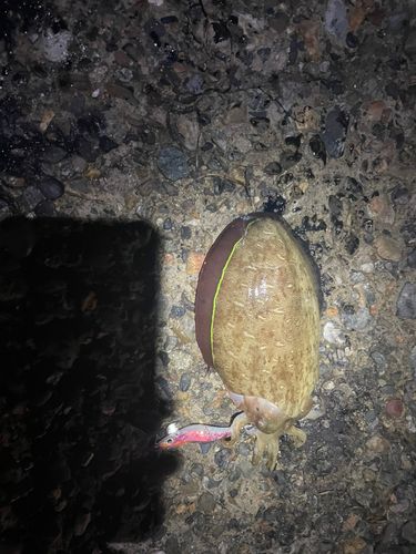 コウイカの釣果