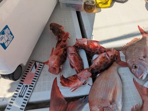 アラカブの釣果