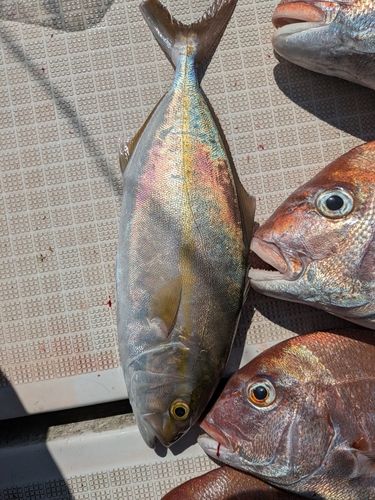 ネリゴの釣果