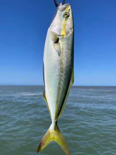 ツバイソの釣果