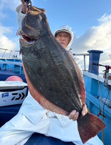 ヒラメの釣果