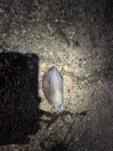 コウイカの釣果