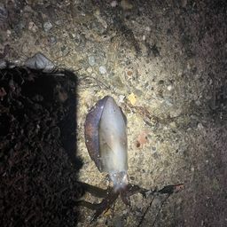 アオリイカ