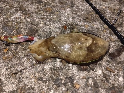 モンゴウイカの釣果