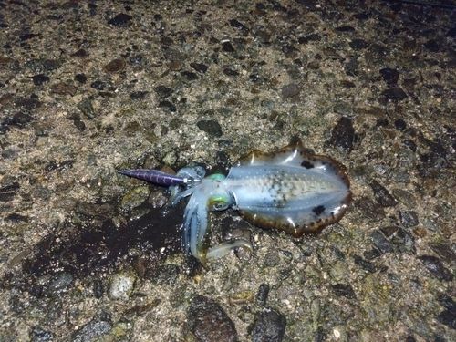 アオリイカの釣果