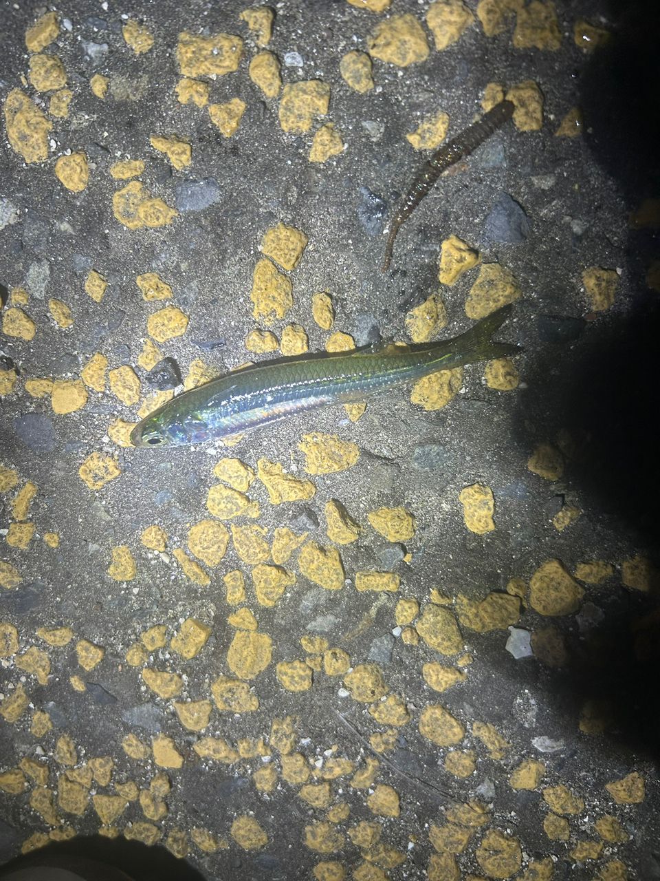 アジ