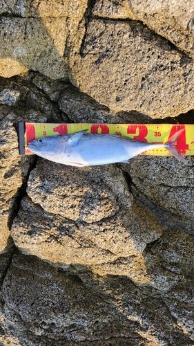スマガツオの釣果