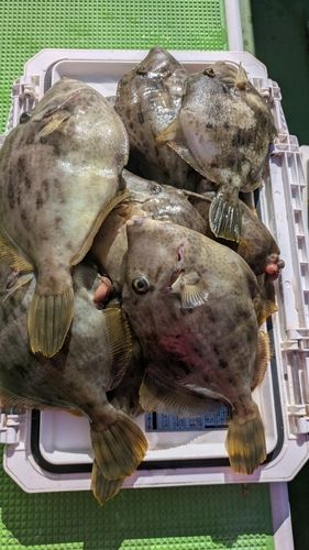 カワハギの釣果