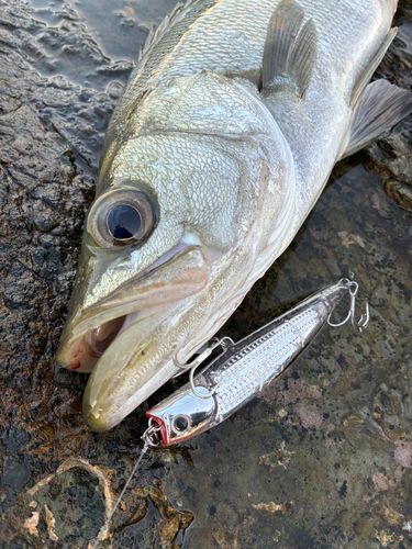 ヒラスズキの釣果