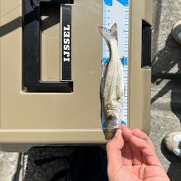 シーバス