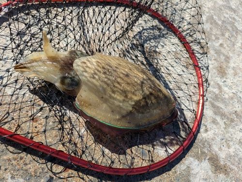 コウイカの釣果