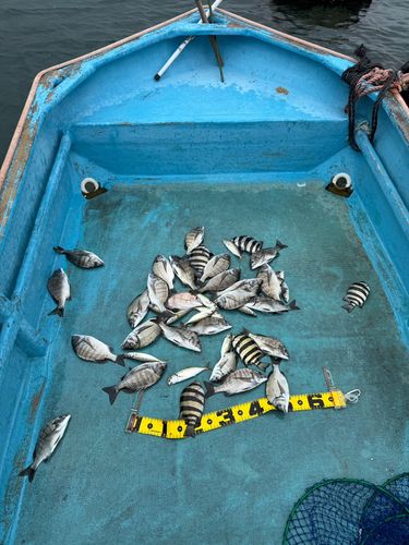 クロダイの釣果