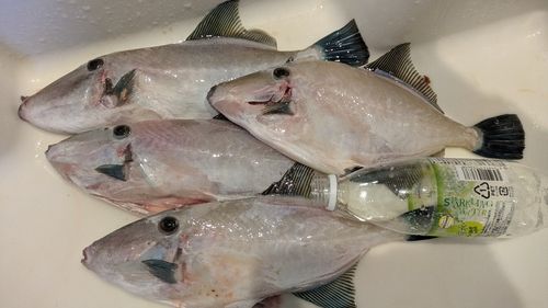 ウマヅラハギの釣果