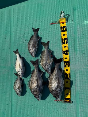 クロダイの釣果