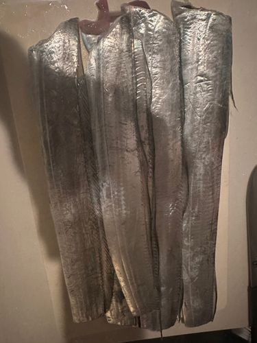 タチウオの釣果