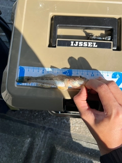 ハゼの釣果