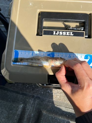 ハゼの釣果