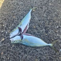 ワカシ