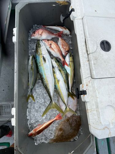 タイの釣果