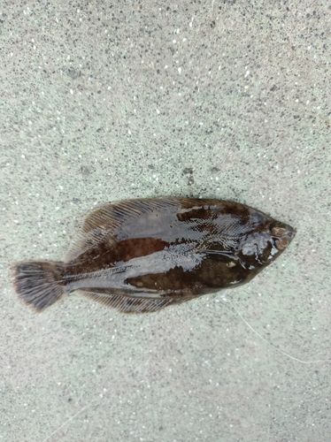 カレイの釣果