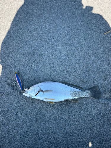 ニベの釣果