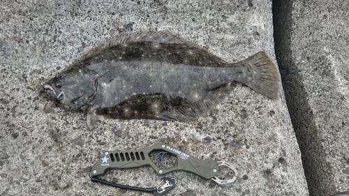 ヒラメの釣果