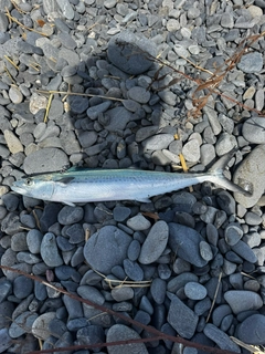 サワラの釣果